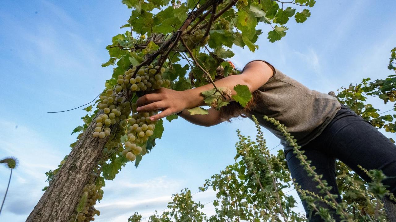Chateau Mosmieri Hotel & Winery Telavi Buitenkant foto